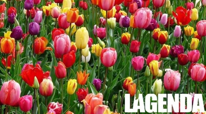 fiori