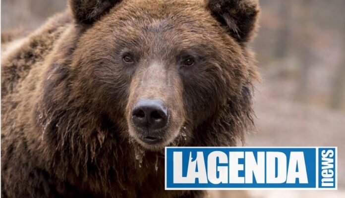 Orso