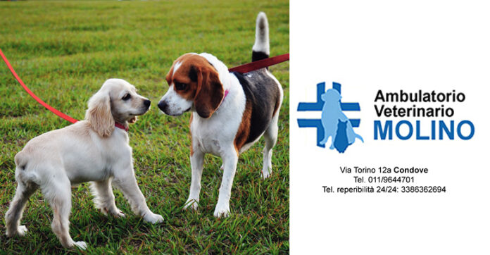 Ambulatorio Veterinario Molino