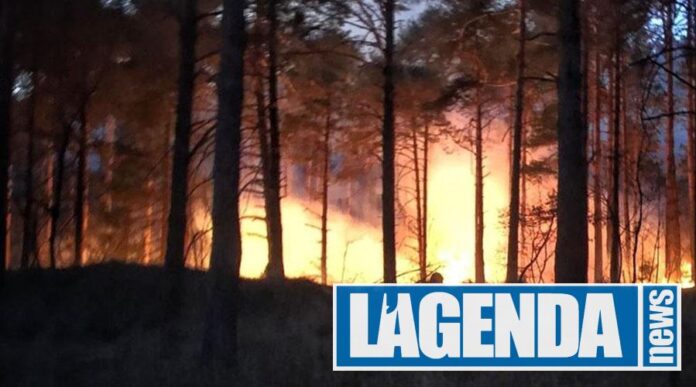 Incendio nel bosco