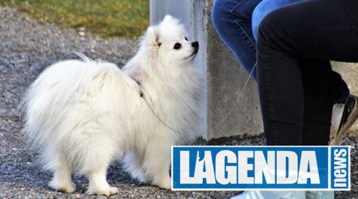 Cane al guinzaglio