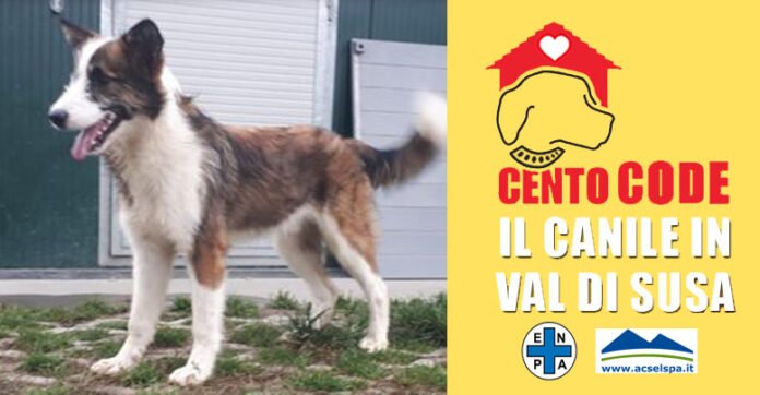 Canile 100 code di Acsel Clots