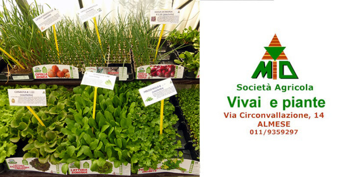 Vivaio Gulli Almese