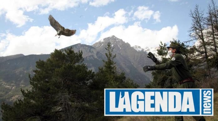Rapace Parco