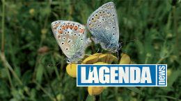 Farfalla Icaro Blu Edizioni