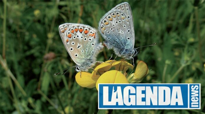 Farfalla Icaro Blu Edizioni