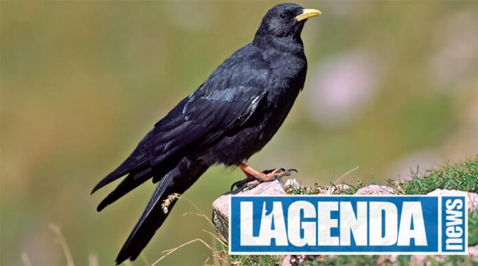 Gracchio Alpino, Blu Edizioni