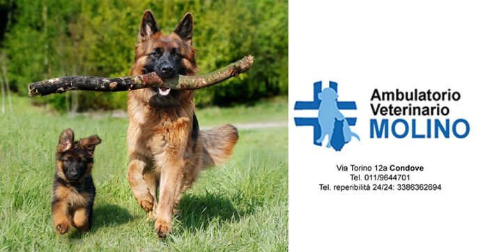 Ambulatorio Veterinario Molino