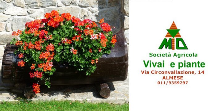 Vivaio Gulli Almese