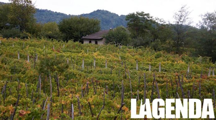 Nebbiolo di Dronero