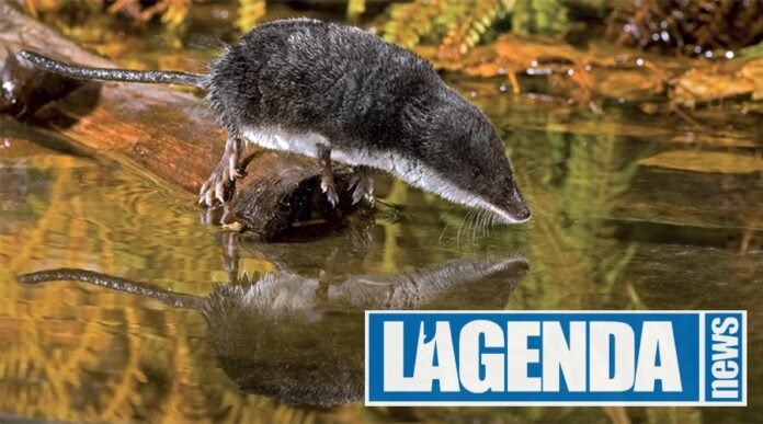 Toporagno d'Acqua, Blu Edizioni