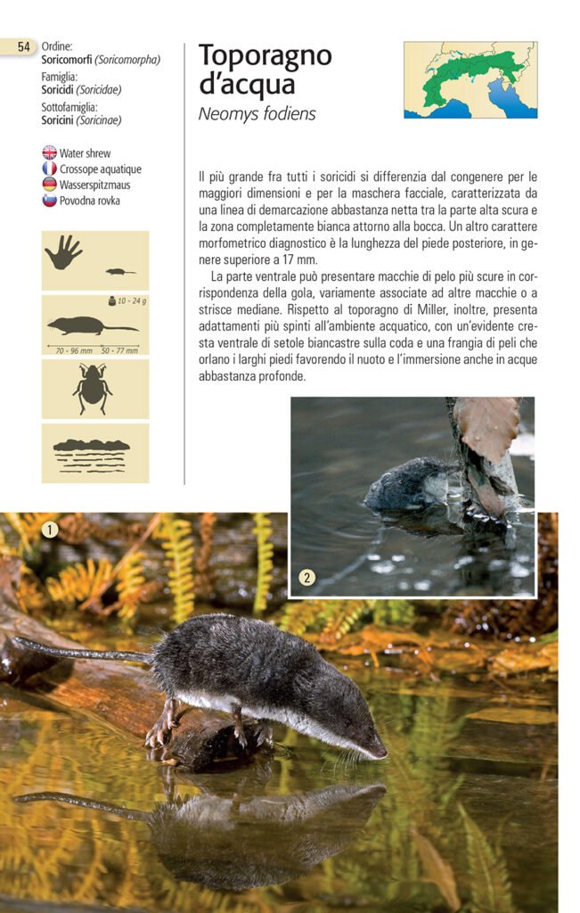 Toporagno d'Acqua, Blu Edizioni