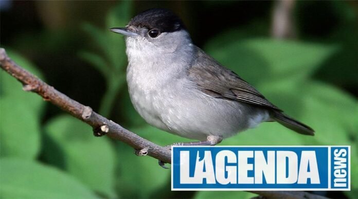 Capinera, Gli uccelli delle Alpi, Blu Edizioni