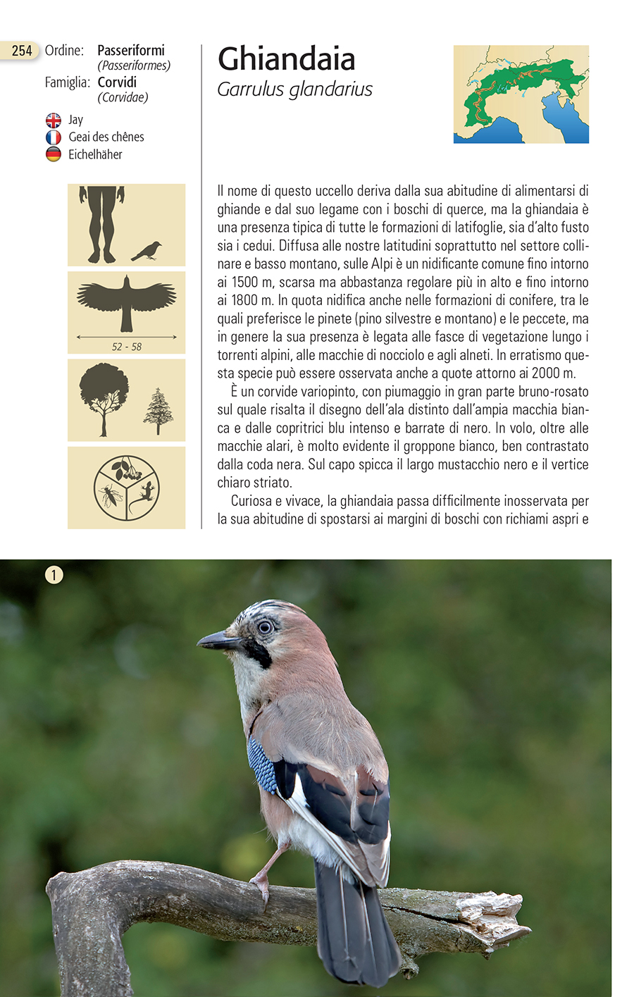 Ghiandaia, Gli uccelli delle Alpi, Blu Edizioni