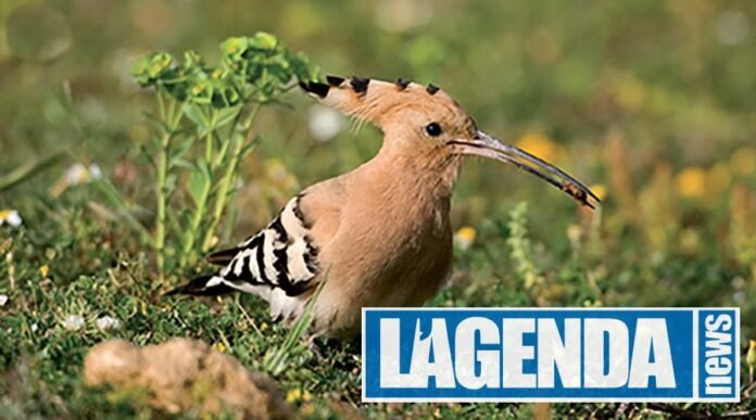 Upupa Blu Edizioni