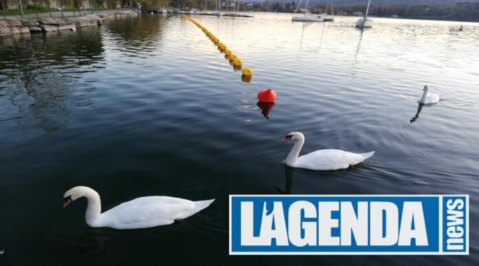 Lago di Avigliana cigni