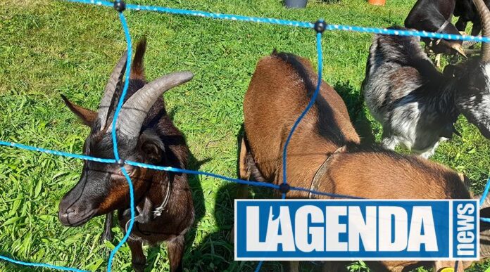 Coazze Festa Rurale del Cevrin