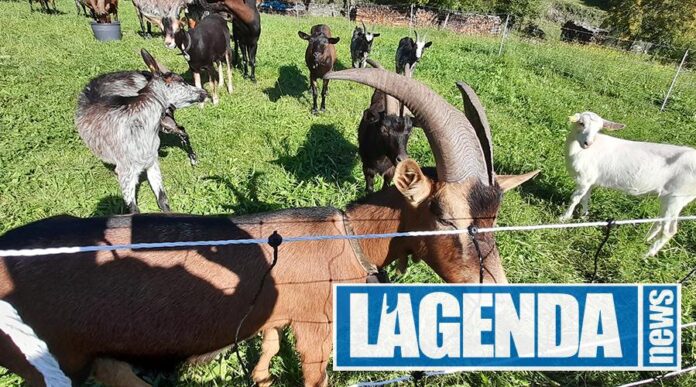 Coazze Festa Rurale del Cevrin