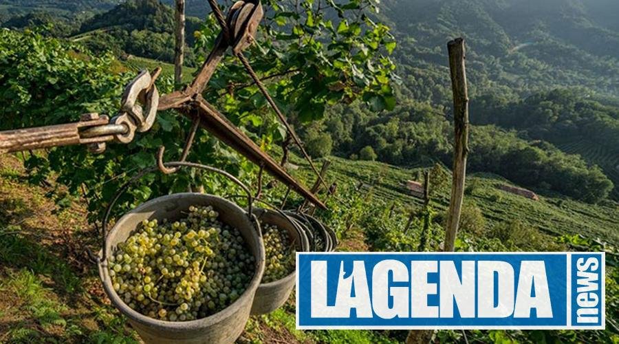 Vino eroico