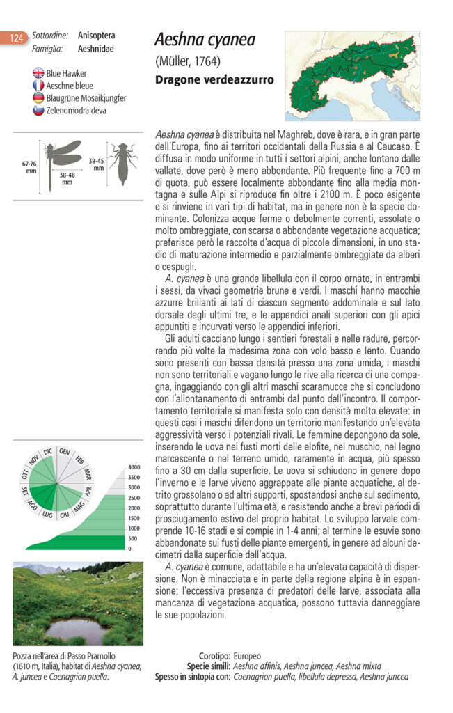 Dragone Verdeazzurro Blu Edizioni