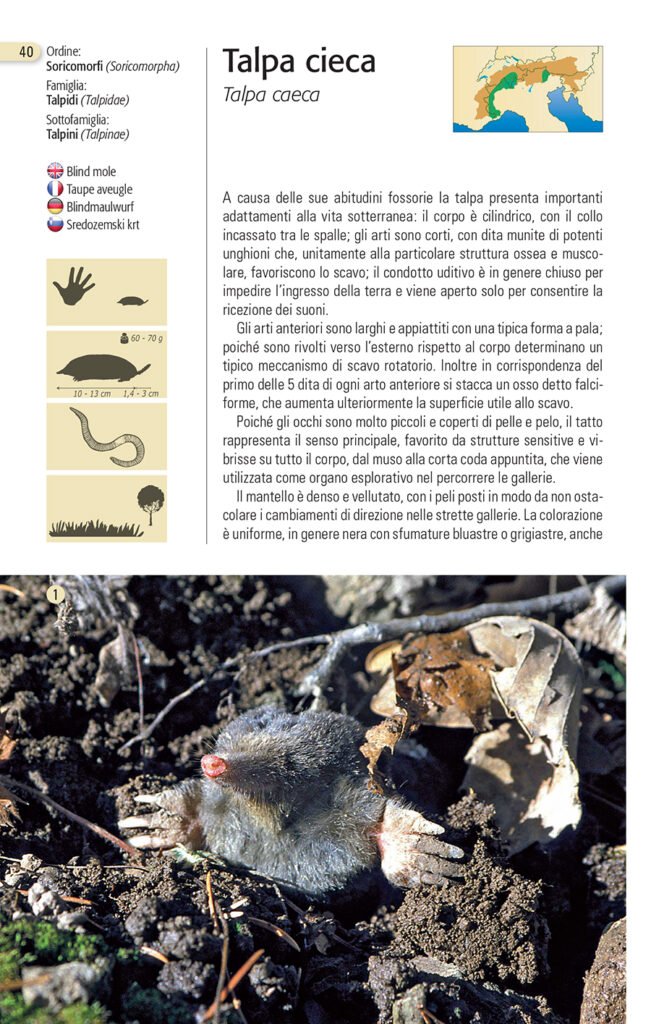 Talpa Cieca Blu Edizioni