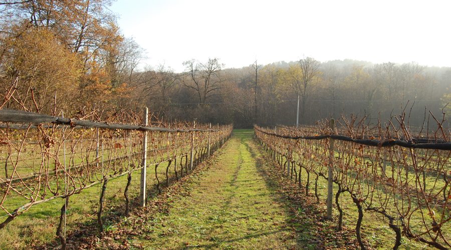 Azienda Vitivinicola Rhea Reano