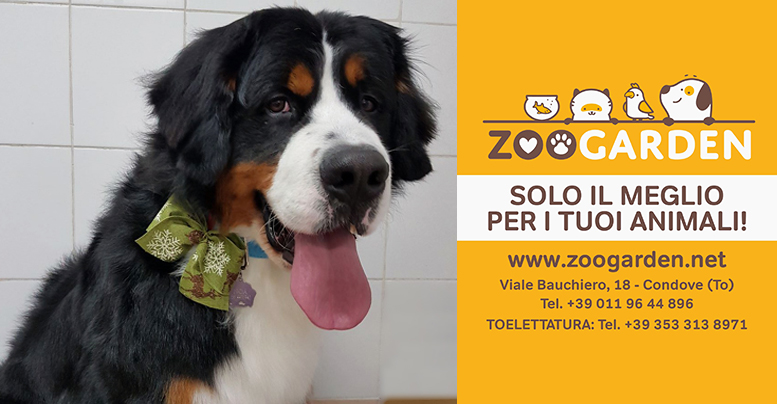 Toelettatura cane da Zoogarden, animali di Condove • L'Agenda News