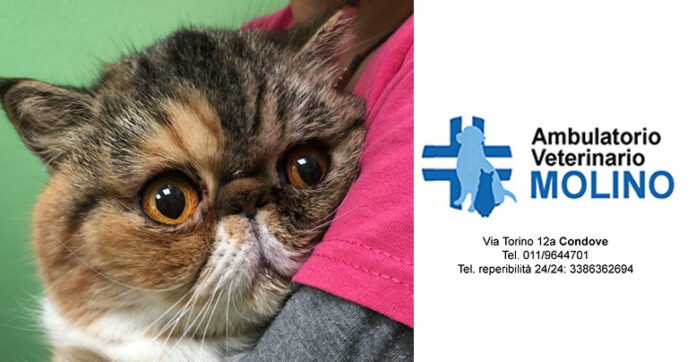 Ambulatorio Veterinario Molino