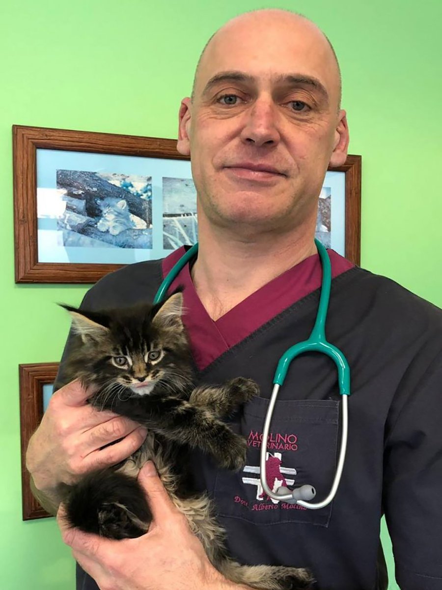 Ambulatorio Veterinario Molino