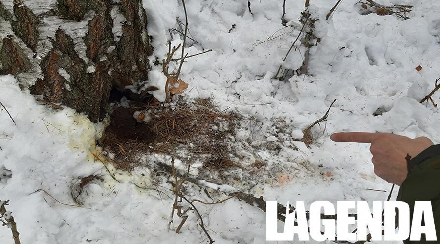 Parchi Alpi Cozie Lupo
