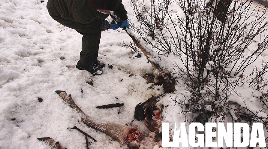 Parchi Alpi Cozie Lupo