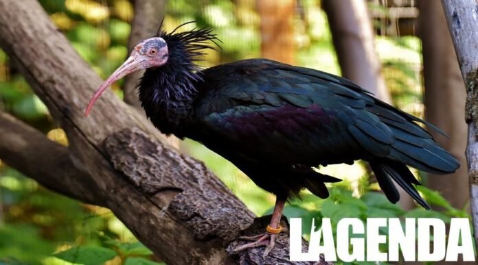 Ibis eremita