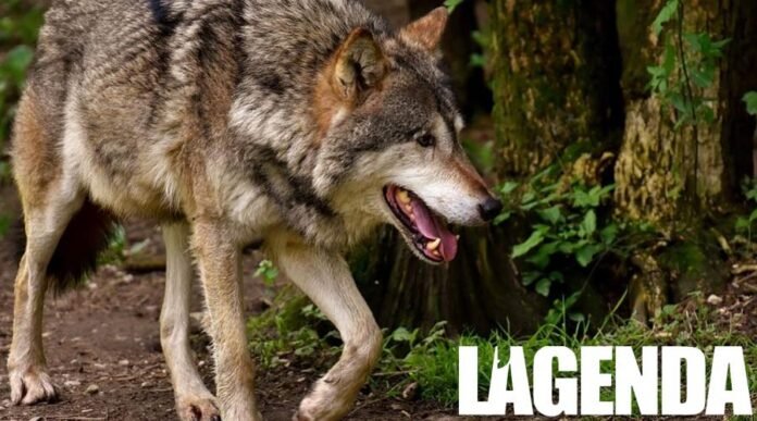 lupo