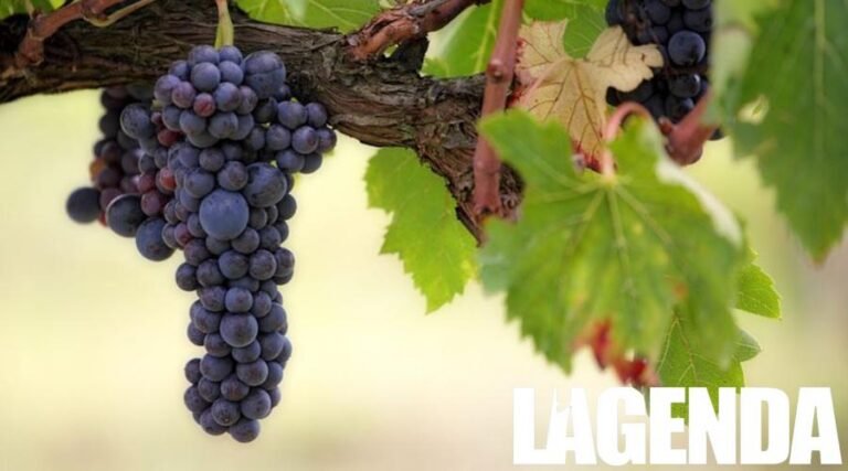 vino 1