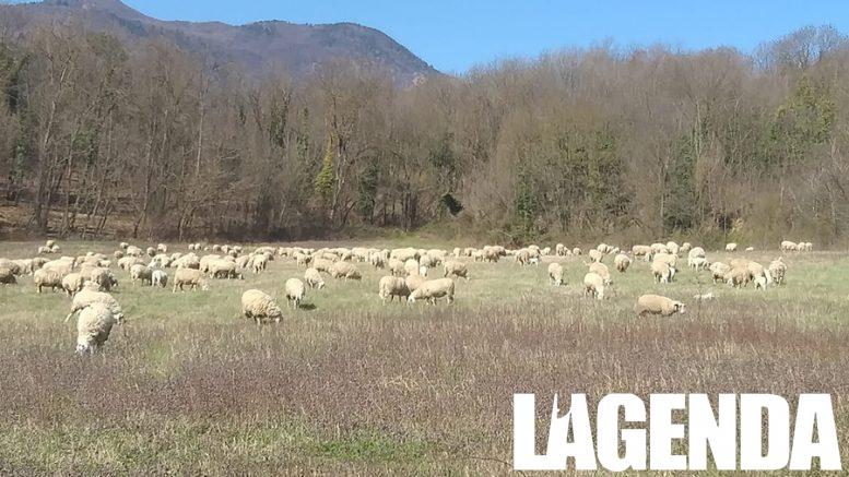 Parco Alpi Cozie pecore