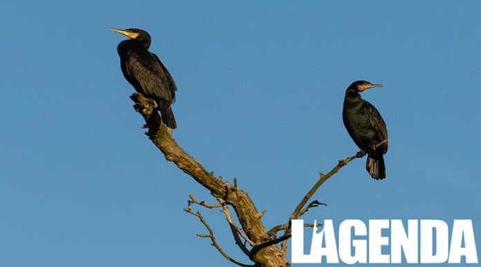 Cormorano