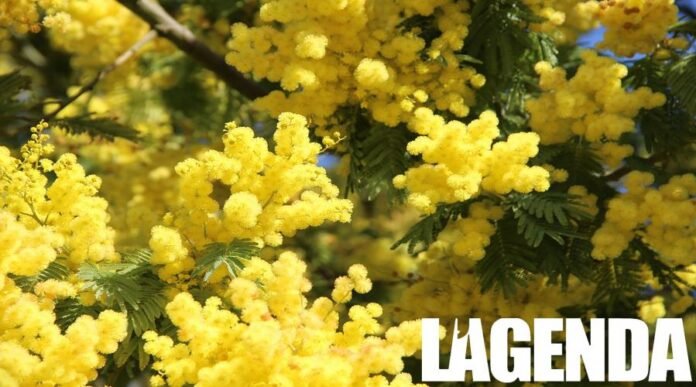 Mimosa