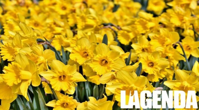 Narciso