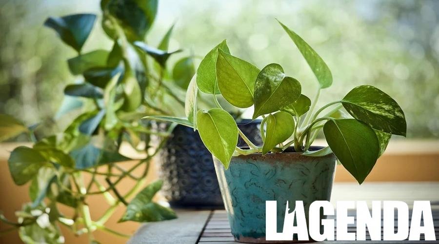 Pothos