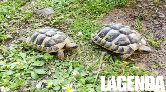 Tartarughe
