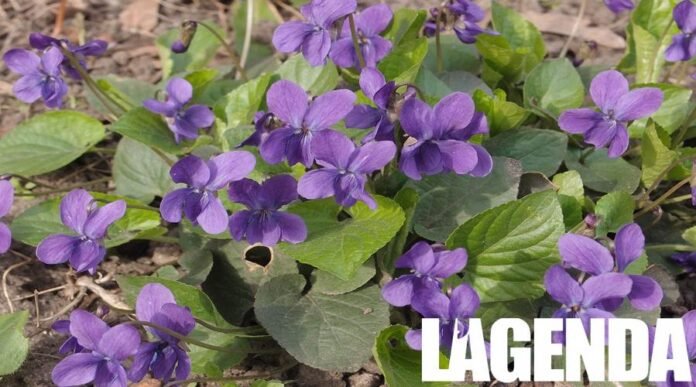 Viola