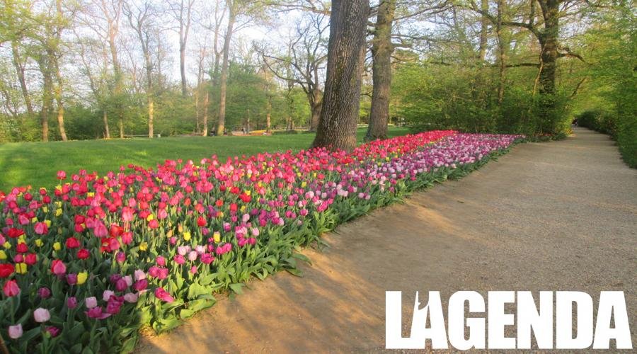 Tulipani 1