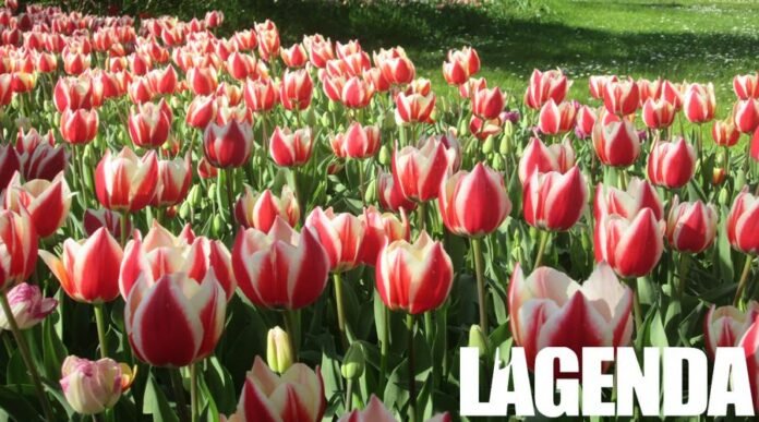 Tulipani