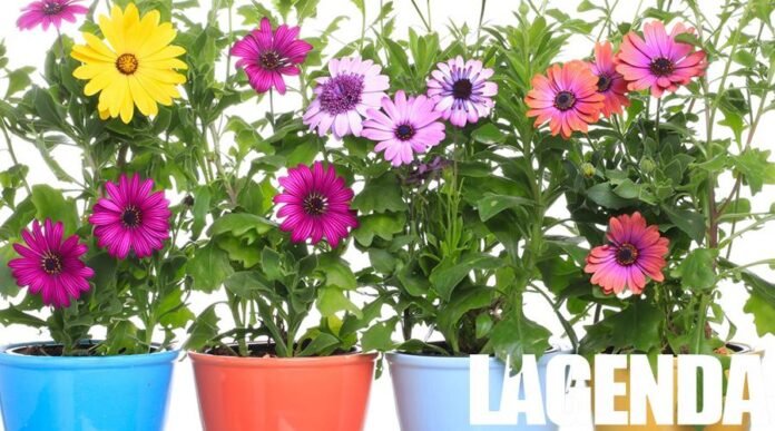 fiori