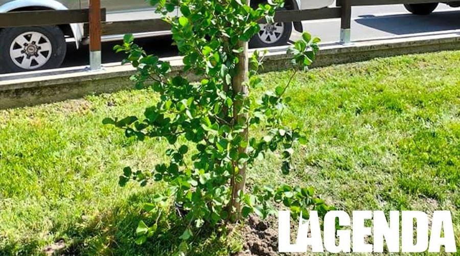 sant'antonino pianta