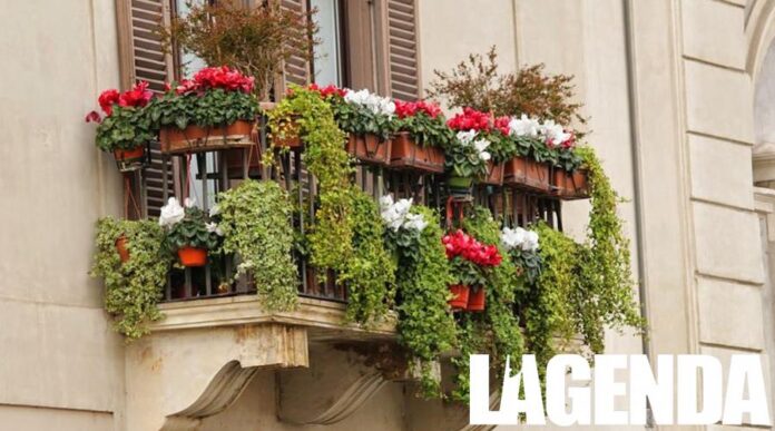 fiori balcone