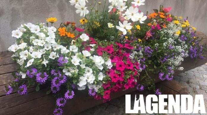 fiori