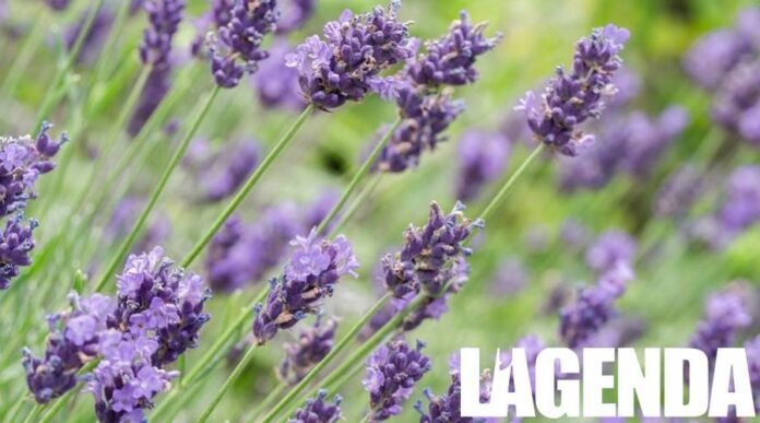 lavanda