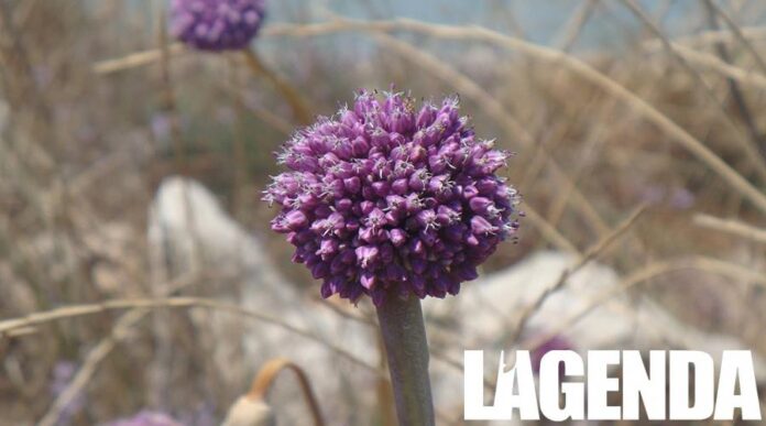 aglio