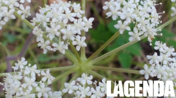 angelica